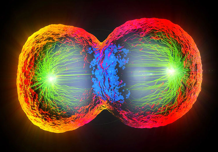 Studying cell
