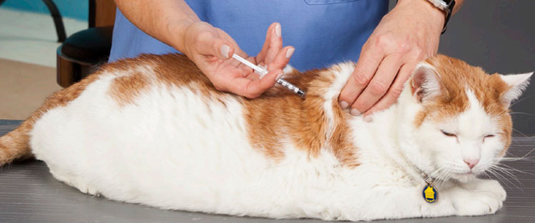 Subcutaneous administration
