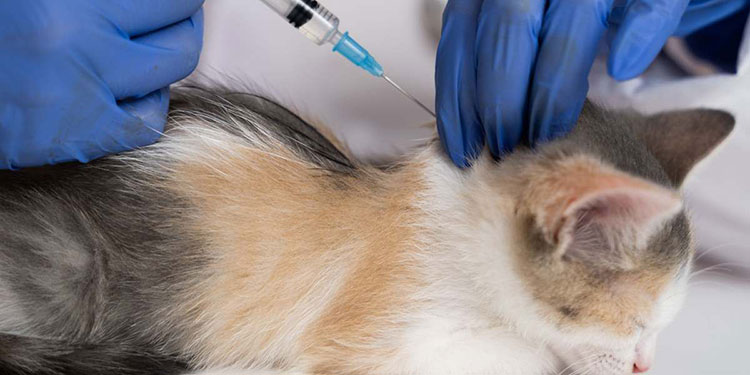 Subcutaneous injection