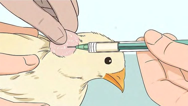 Subcutaneous injection