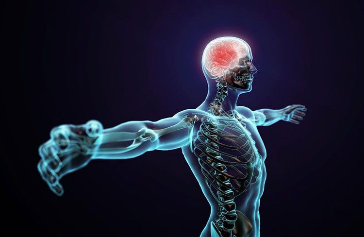 Support Nerve Health