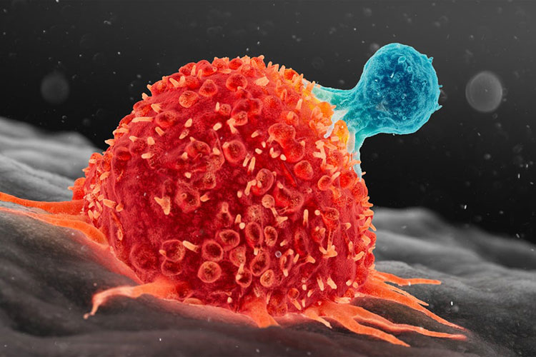 Target Cancer Cells
