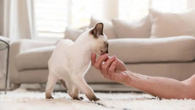 Use treats as a peace offering