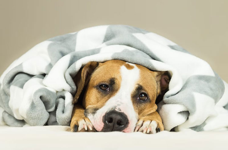 Variation in body temperature