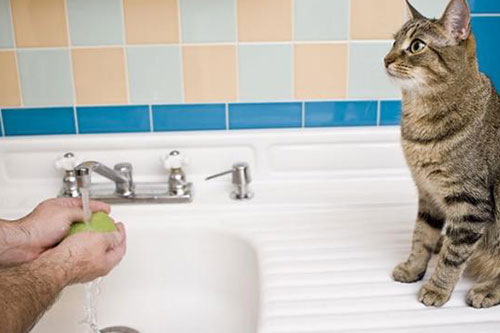 Wash hands thoroughly