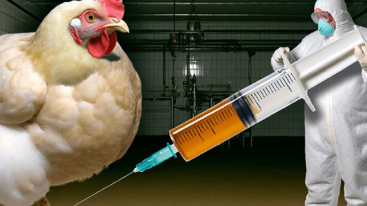 broiler chicken hormone injection