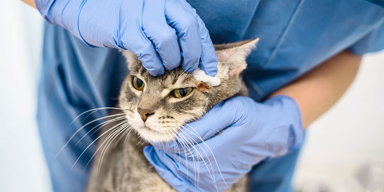 cat chemotherapy drugs