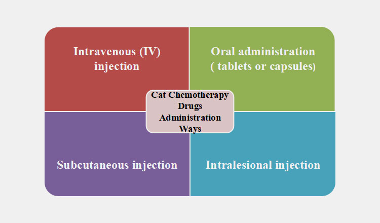 cat chemotherapy drugs in to the body of cats