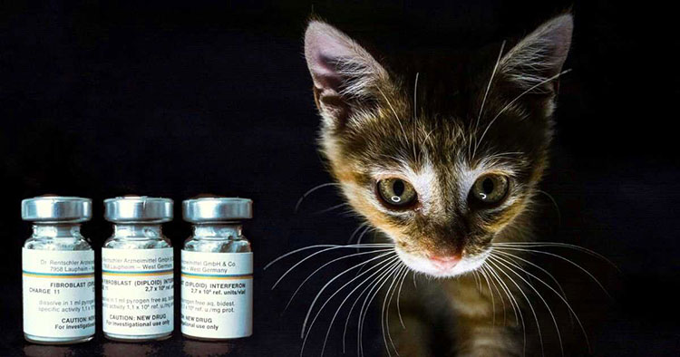 interferon for cats