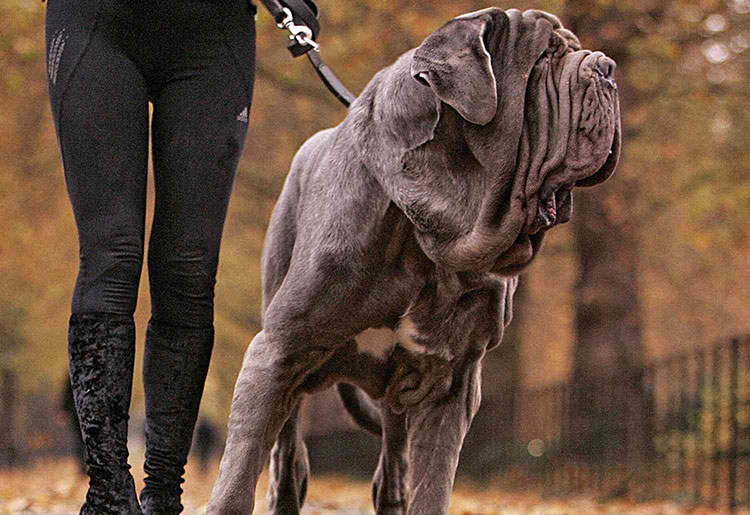 liquid collagen for dogs-1