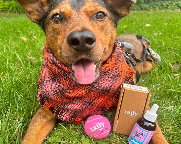 making liquid collagen for dogs