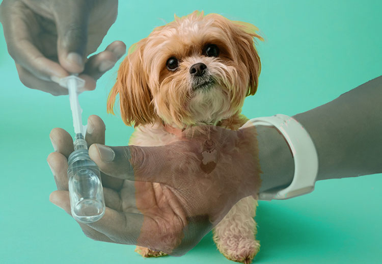 monoclonal antibodies for dogs