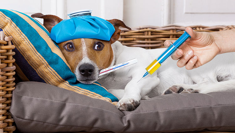 parvovirus monoclonal antibody work