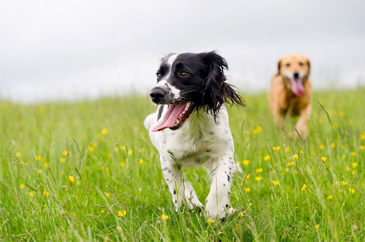 process of making liquid collagen for dogs
