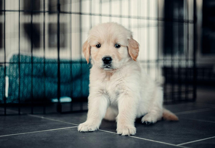 reading canine parvovirus monoclonal antibody