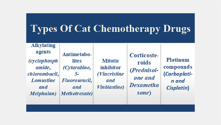 types of cat chemotherapy drugs-1
