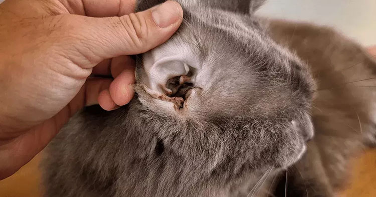 waxy discharge from the ear