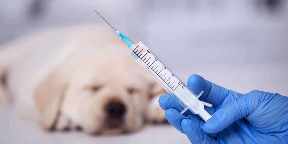 Antibiotic Injection for Dogs-6