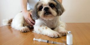 Animal-Vaccine-Manufacturing