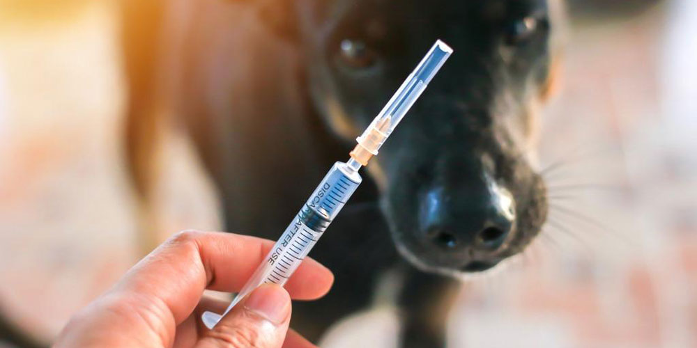 Vet Antibiotic Injection