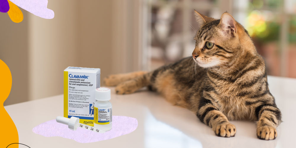 Cat Antibiotic Injection