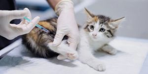 Cat Triple Vaccine