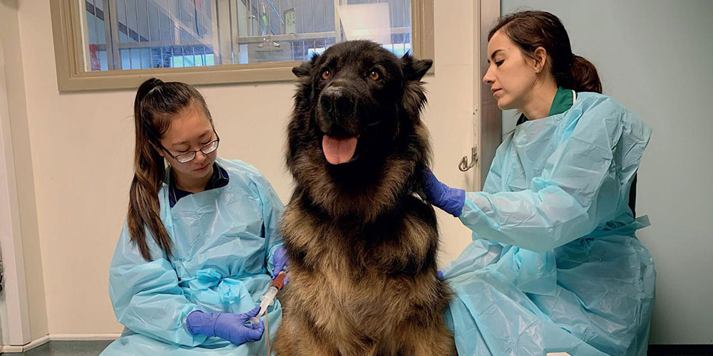Dog Chemotherapy Drugs