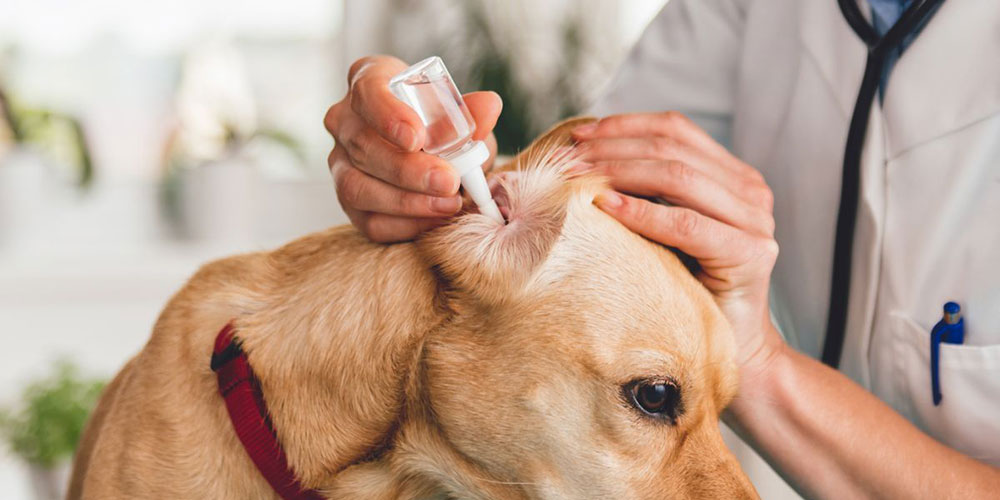 Dog-Ear-Infection-Drops