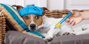 Canine Parvovirus Monoclonal Antibody