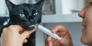 Cat Chemotherapy Drugs