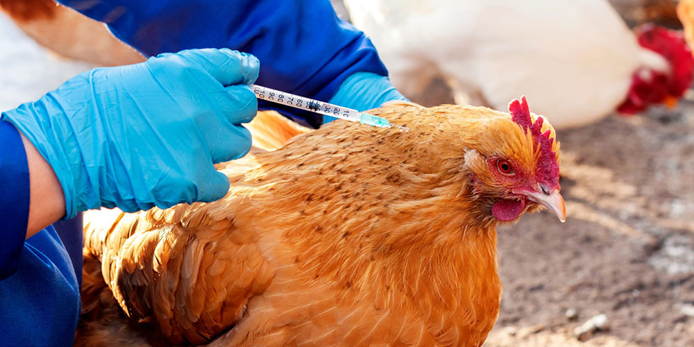 Chicken Hormone Injection