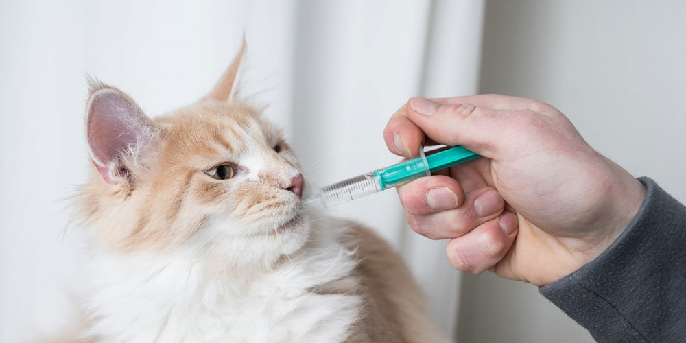 Interferon For Cats