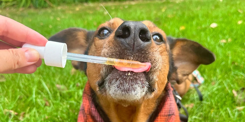 Liquid Collagen For Dogs